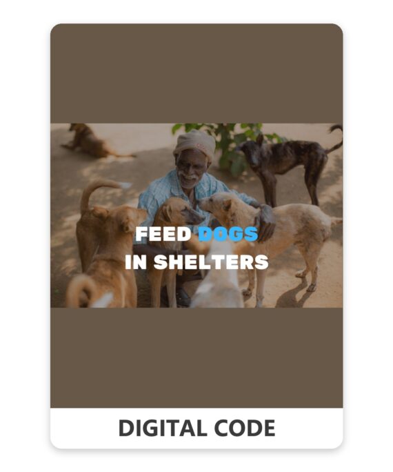 Feed stray dogs in shelters 1 USD